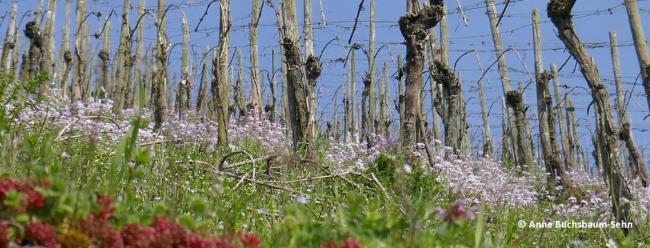 Wiesenschaumkraut